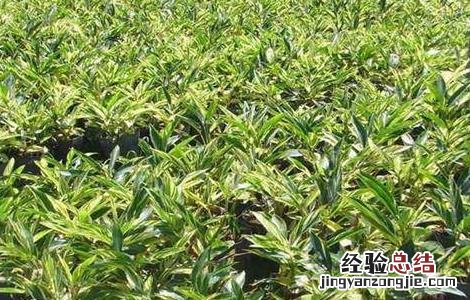 高良姜植株 高良姜的栽培技术