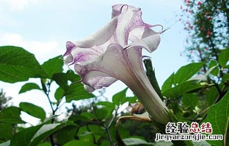 洋金花植物 洋金花怎么种