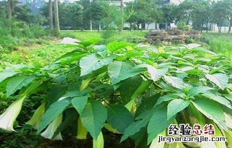 洋金花植物 洋金花怎么种