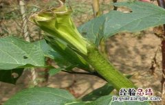 洋金花植物 洋金花怎么种