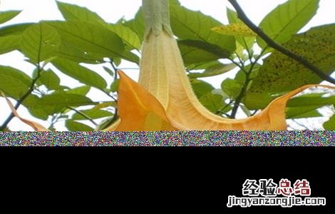 洋金花植物 洋金花怎么种