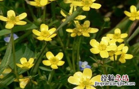 猫爪草怎么种植技术 猫爪草该怎么种植