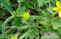 猫爪草怎么种植技术 猫爪草该怎么种植
