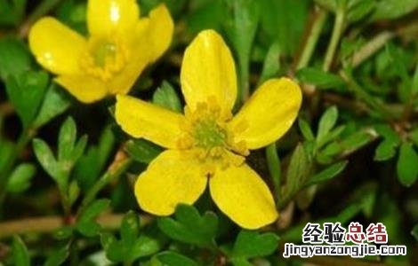 猫爪草怎么种植技术 猫爪草该怎么种植