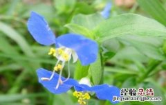 鸭跖草该怎么种植 鸭跖草该怎么种植视频