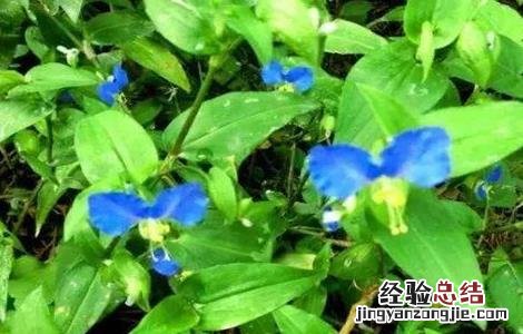 鸭跖草该怎么种植 鸭跖草该怎么种植视频