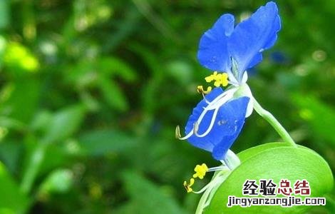 鸭跖草该怎么种植 鸭跖草该怎么种植视频