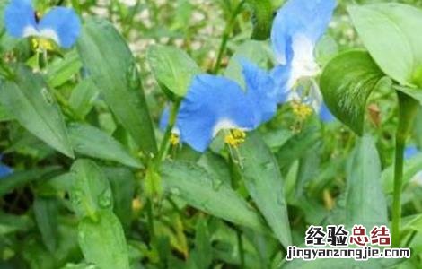 鸭跖草该怎么种植 鸭跖草该怎么种植视频