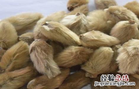 辛夷种植的注意事项是什么 辛夷种植的注意事项