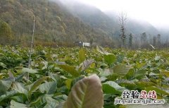 辛夷种植的注意事项是什么 辛夷种植的注意事项