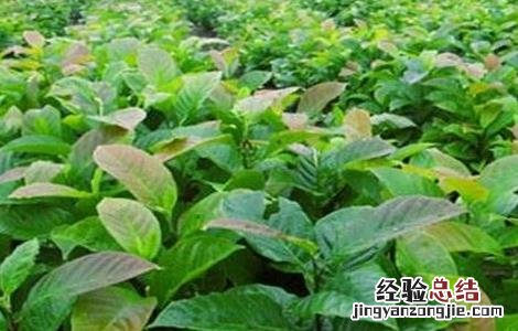 辛夷种植的注意事项是什么 辛夷种植的注意事项