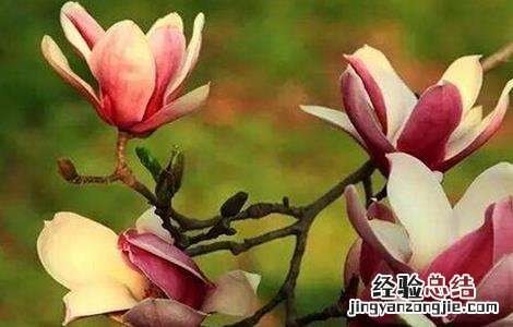 辛夷种植的注意事项是什么 辛夷种植的注意事项