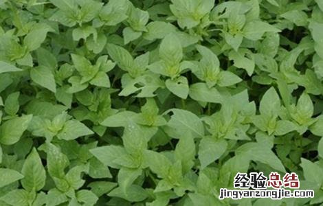 荆芥种植的注意事项 荆芥种植的注意事项有哪些