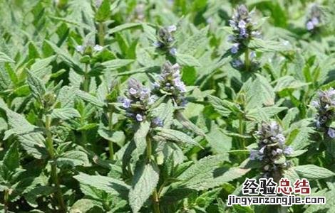 荆芥种植的注意事项 荆芥种植的注意事项有哪些