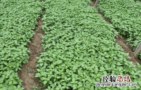 荆芥种植的注意事项 荆芥种植的注意事项有哪些