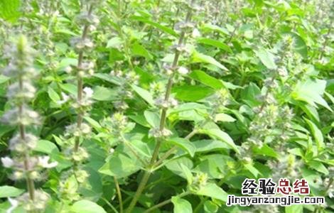 荆芥种植的注意事项 荆芥种植的注意事项有哪些