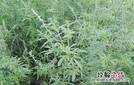 荆芥种植的注意事项 荆芥种植的注意事项有哪些