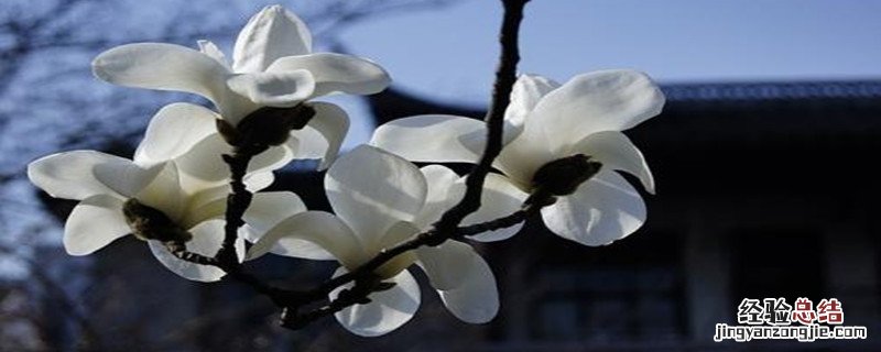 白玉兰种植方法和时间 白玉兰种植方法和时间温度