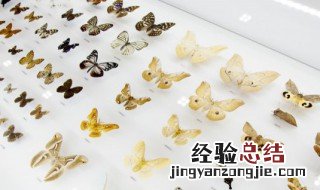 哪里被称为蝴蝶王国 帝国神话哪里蝴蝶多