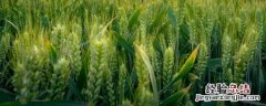 小麦高产种植新技术农广天地 小麦高产种植新技术