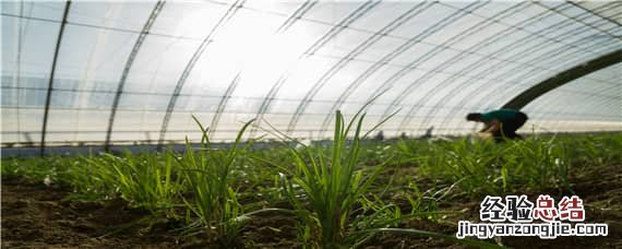 为什么种菜要搭大棚 为什么种植时要建大棚