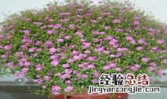 吉普赛满天星种植方法 吉普赛满天星种植时间和方法