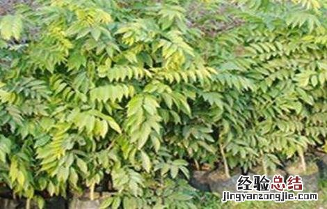 降香如何种植视频 降香如何种植