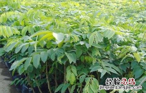 降香如何种植视频 降香如何种植