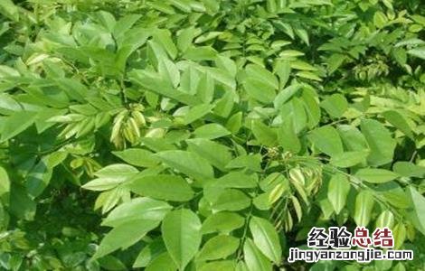 降香如何种植视频 降香如何种植