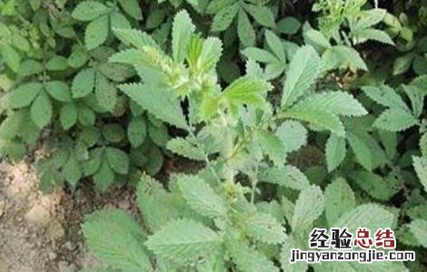 仙鹤草栽培管理技术视频 仙鹤草栽培管理