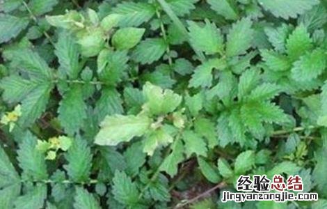 仙鹤草栽培管理技术视频 仙鹤草栽培管理