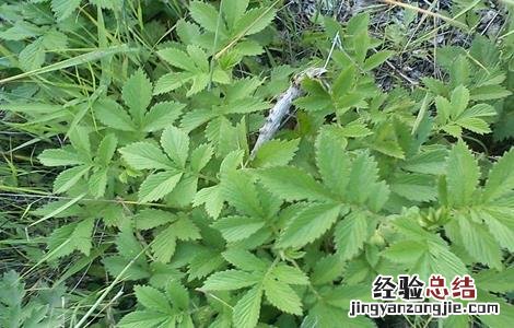 仙鹤草栽培管理技术视频 仙鹤草栽培管理