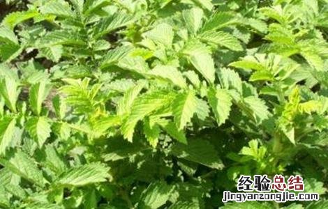 仙鹤草栽培管理技术视频 仙鹤草栽培管理