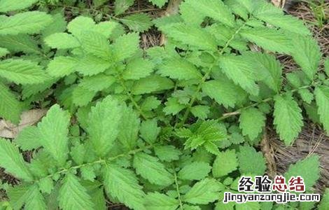仙鹤草栽培管理技术视频 仙鹤草栽培管理