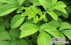 仙鹤草栽培管理技术视频 仙鹤草栽培管理