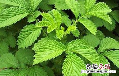 仙鹤草栽培管理技术视频 仙鹤草栽培管理