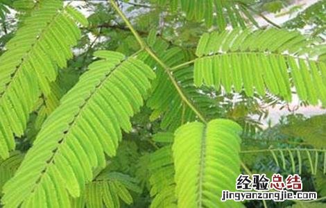 儿茶的栽培技术有哪些 儿茶的栽培技术