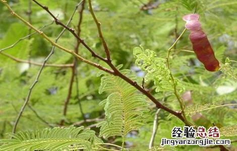 儿茶的栽培技术有哪些 儿茶的栽培技术