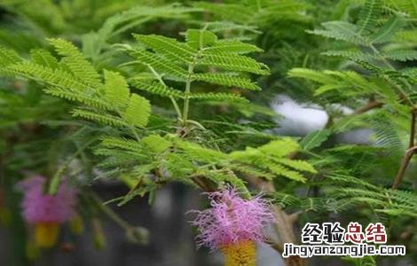 儿茶的栽培技术有哪些 儿茶的栽培技术