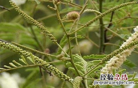 儿茶的栽培技术有哪些 儿茶的栽培技术