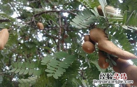 酸角怎样种植 酸角种植的注意事项有哪些