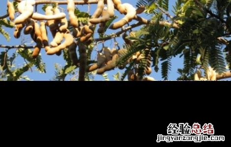 酸角怎样种植 酸角种植的注意事项有哪些