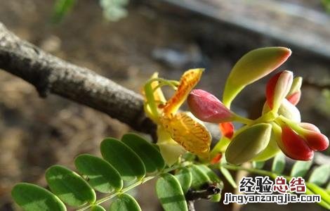 酸角怎样种植 酸角种植的注意事项有哪些