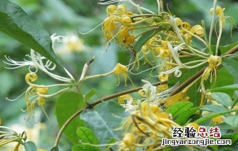 金银花落叶是什么原因 金银花落叶是怎么回事