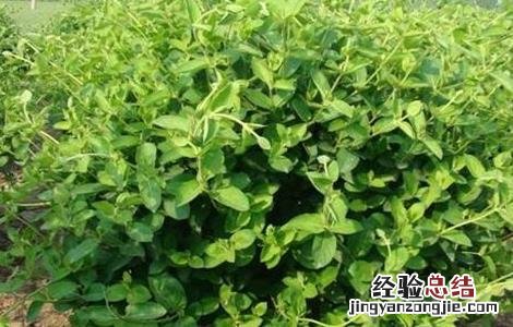 金银花落叶是什么原因 金银花落叶是怎么回事