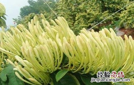 金银花落叶是什么原因 金银花落叶是怎么回事