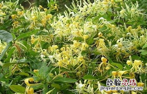 金银花落叶是什么原因 金银花落叶是怎么回事