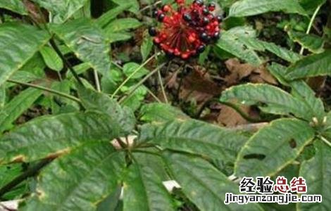 竹节参常见病虫害及防治 竹节参病虫害防治技术大全