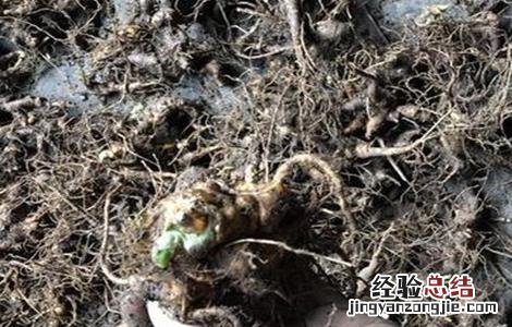 竹节参常见病虫害及防治 竹节参病虫害防治技术大全
