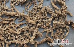 竹节参常见病虫害及防治 竹节参病虫害防治技术大全